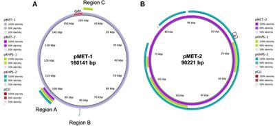 Wastewater bacteria remediating the pharmaceutical metformin: Genomes, plasmids and products